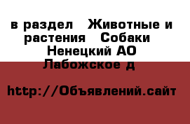  в раздел : Животные и растения » Собаки . Ненецкий АО,Лабожское д.